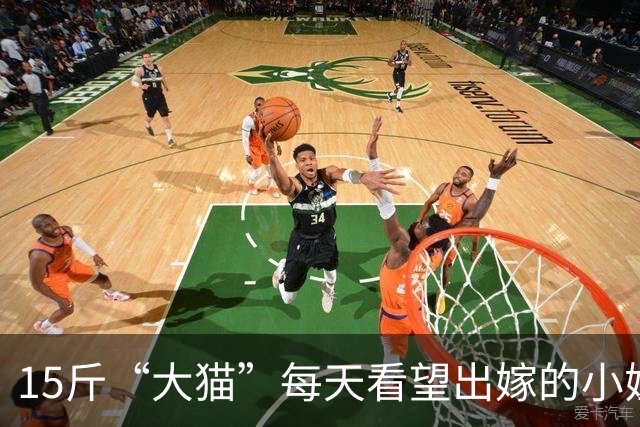 15斤“大猫”每天看望出嫁的小姐姐，一天800趟，丈夫：快来，你娘家15斤的后盾又跑来了~